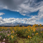 Flagstaff Meadow 2 (1)